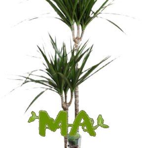 دراسينيا خيطي ثنائي عالي