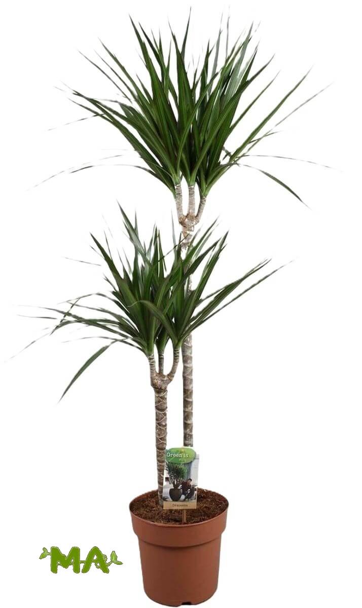 دراسينيا خيطي ثنائي عالي