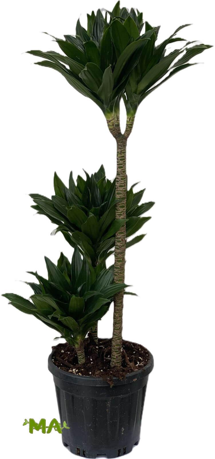 دراسينيا كومبكتا (ثلاثي)