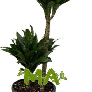 دراسينيا كومبكتا (ثنائي)