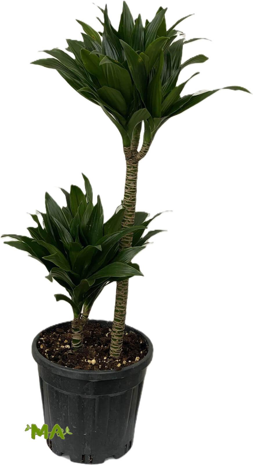 دراسينيا كومبكتا (ثنائي)