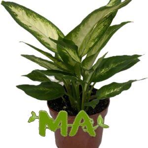 دفن باخيه اخضر