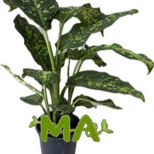 دفن باخية منقط