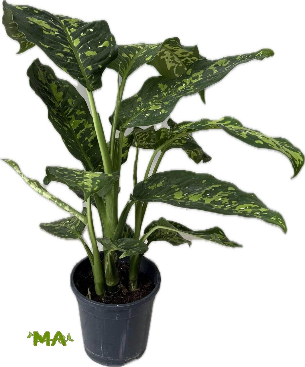 دفن باخية منقط