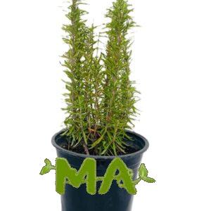 اكليل الجبل(روز ماري)