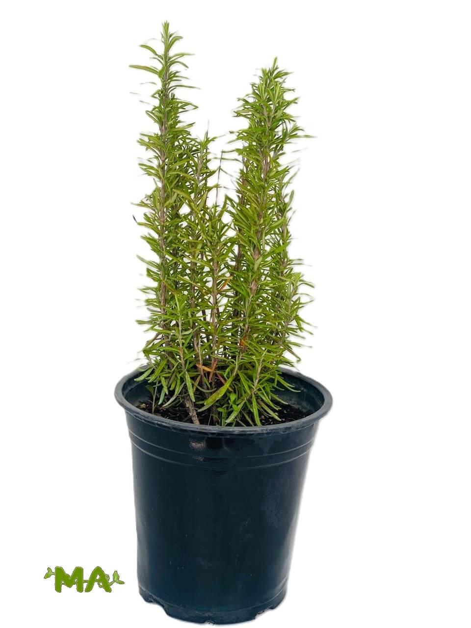 اكليل الجبل(روز ماري)