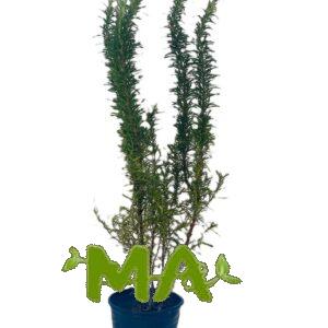 اكليل الجبل(روز ماري)كبير