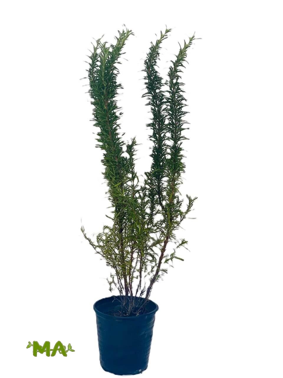 اكليل الجبل(روز ماري)كبير