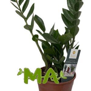 زامبيا صغير