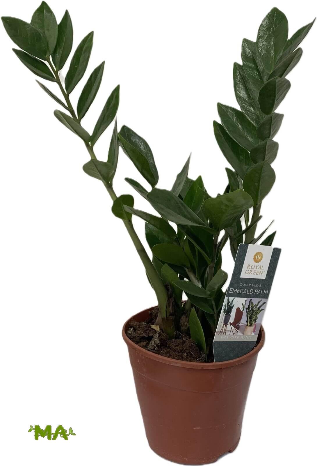 زامبيا صغير