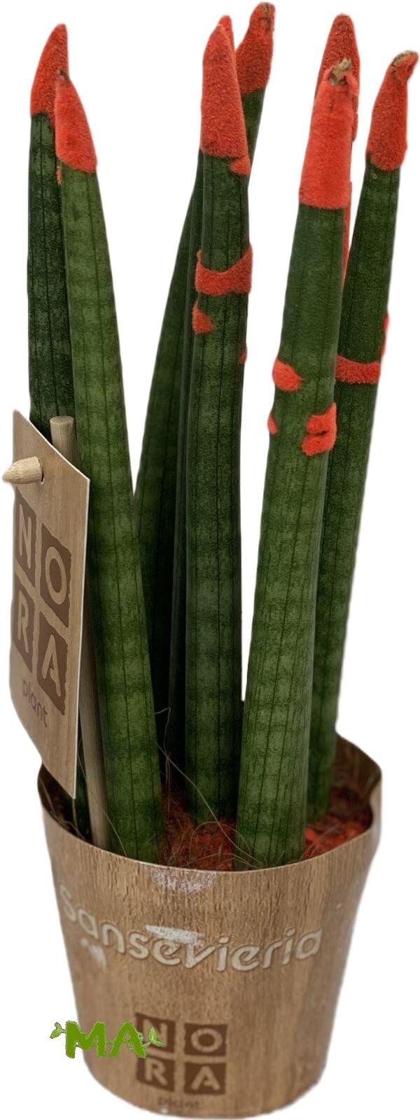 سانسفيرا - Image 2