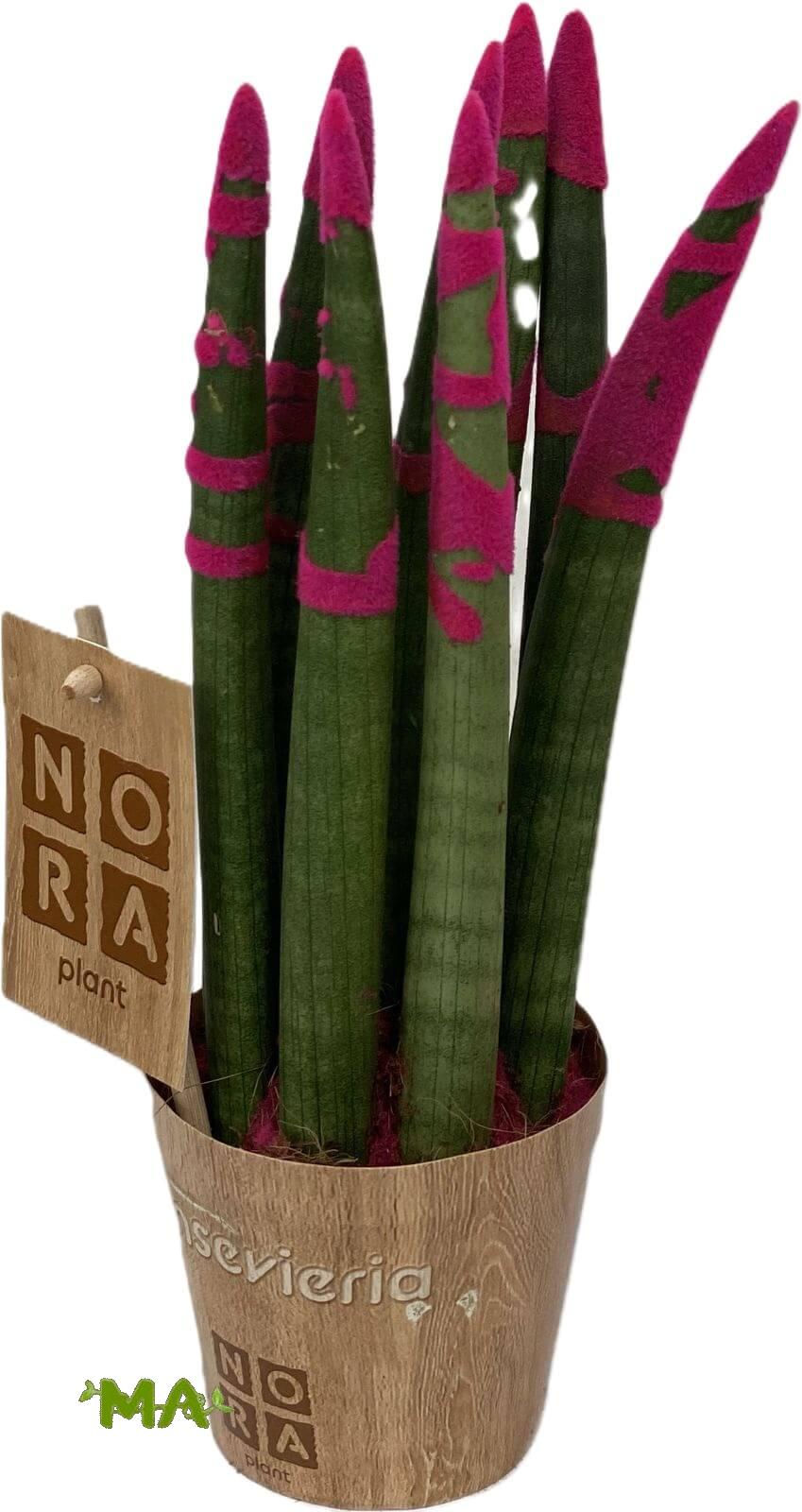 سانسفيرا - Image 3