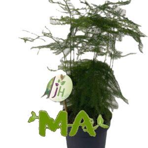 سبراكس ناعم