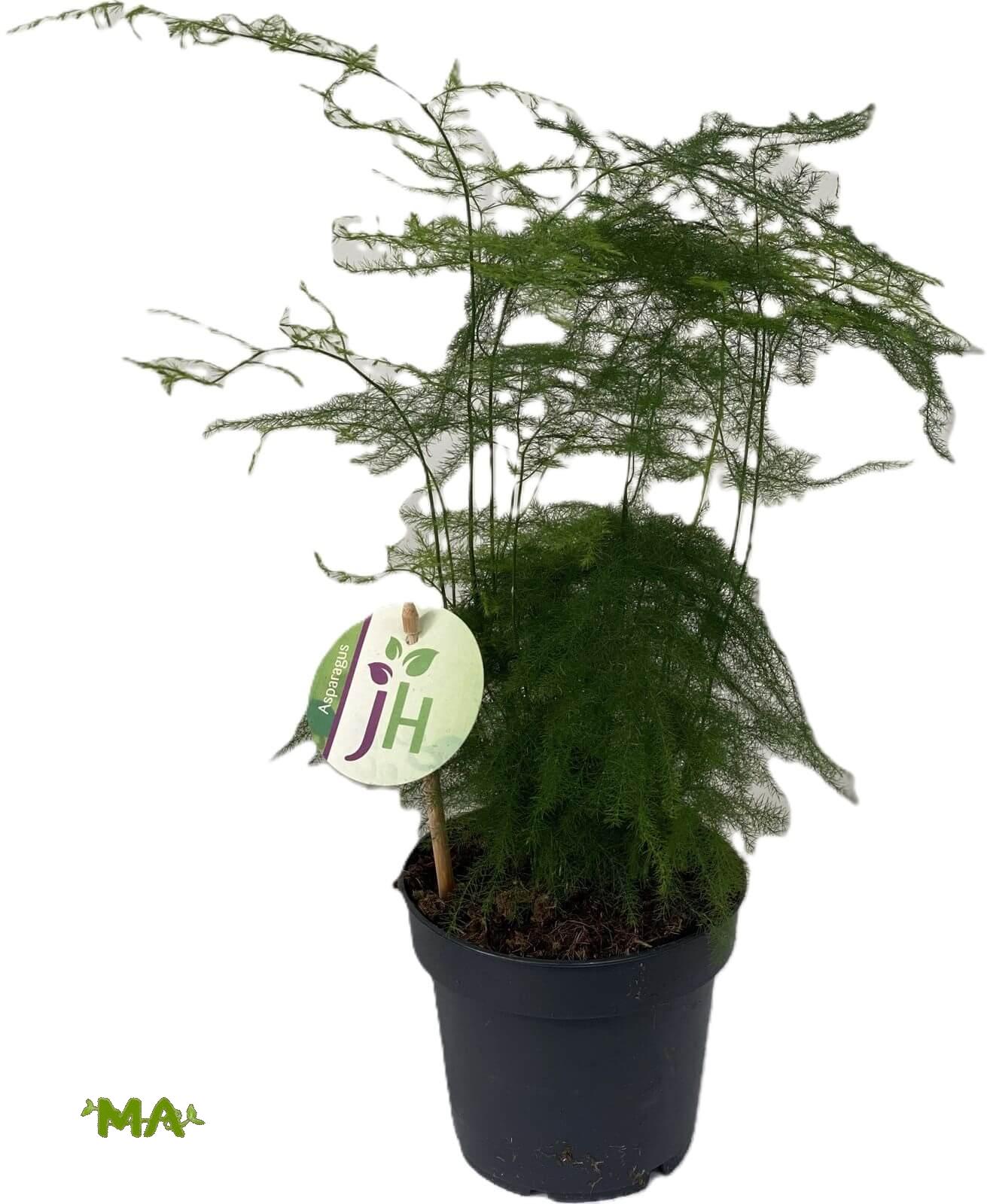 سبراكس ناعم