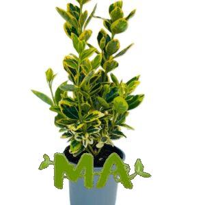 شمشار مطبع هولندي