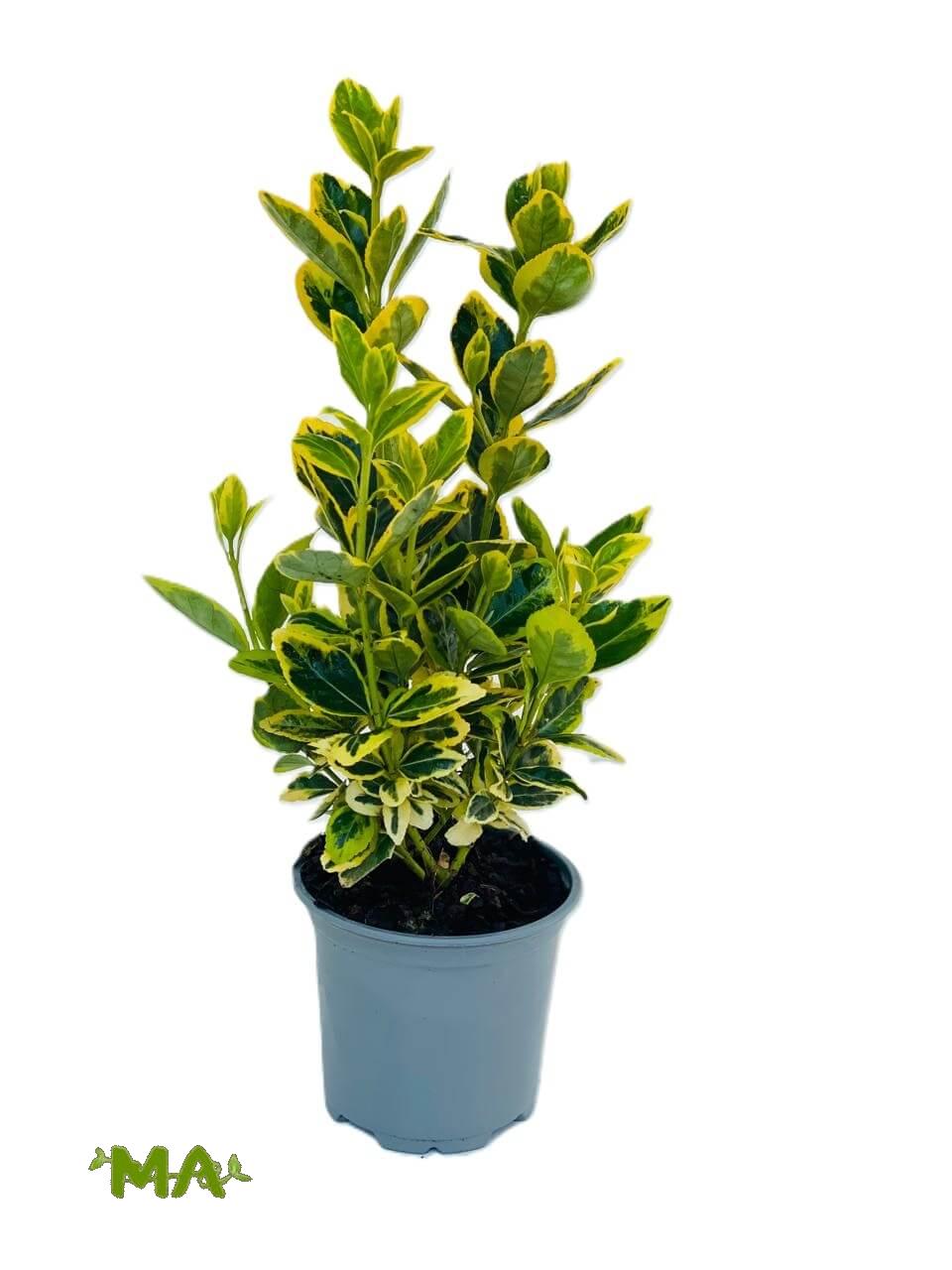 شمشار مطبع هولندي