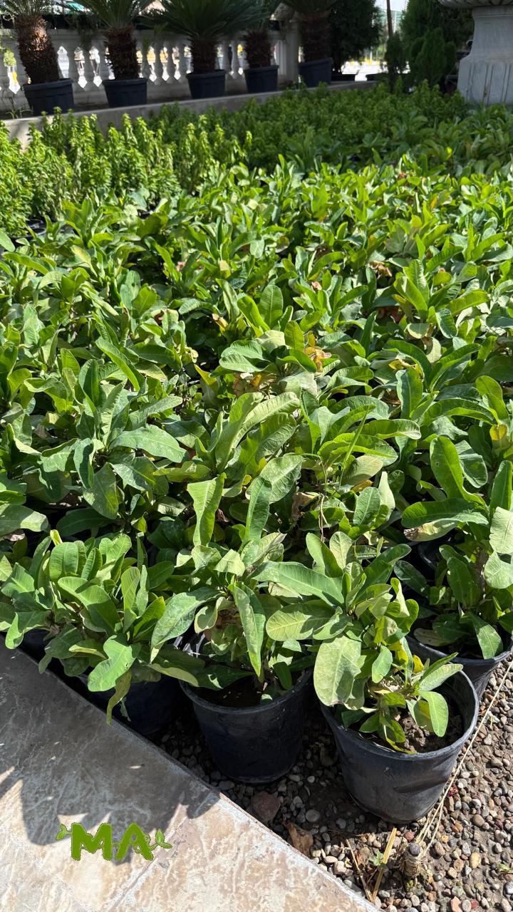 شوك المسيح - Image 2