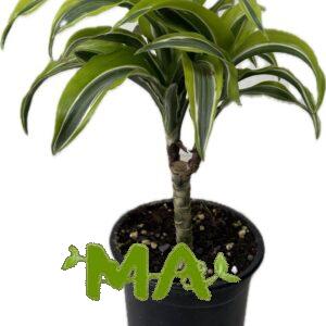 دراسينيا ليموني