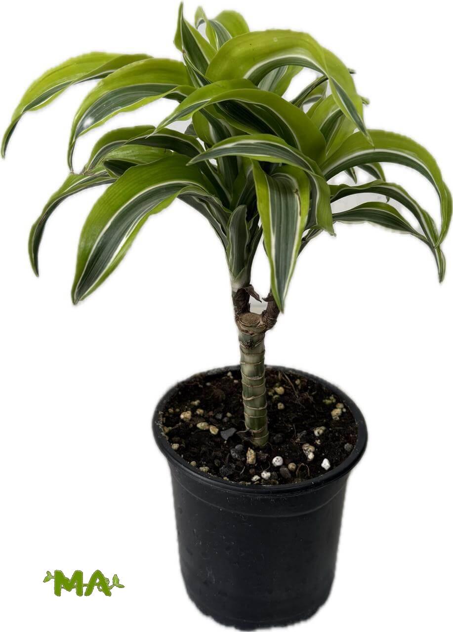 دراسينيا ليموني