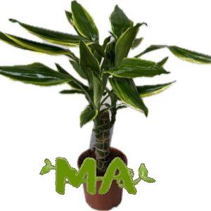 دراسينيا احادي ذهبي