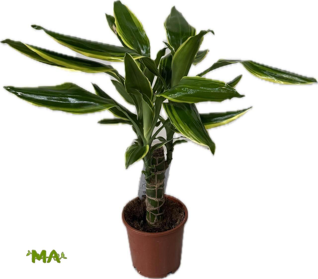 دراسينيا احادي ذهبي