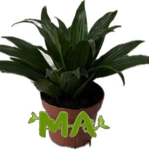 دراسينيا كومبكتا (قزم)