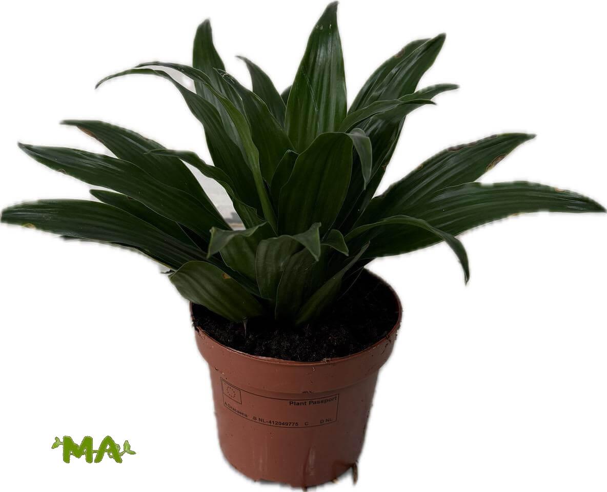 دراسينيا كومبكتا (قزم)