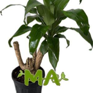 دراسينيا خشبي(متفرع)