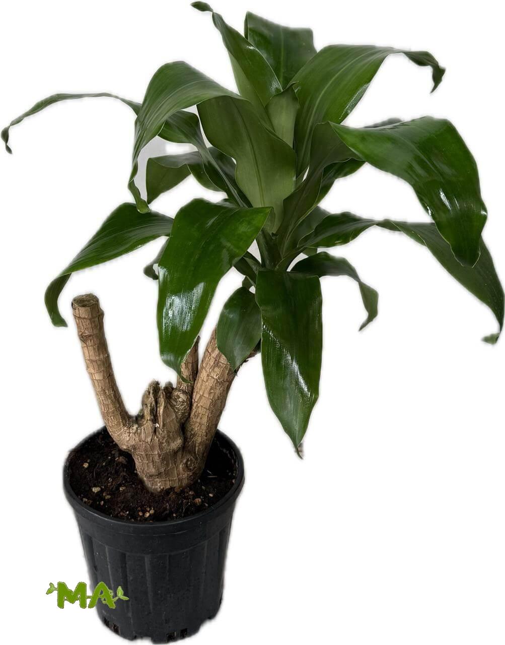 دراسينيا خشبي(متفرع)