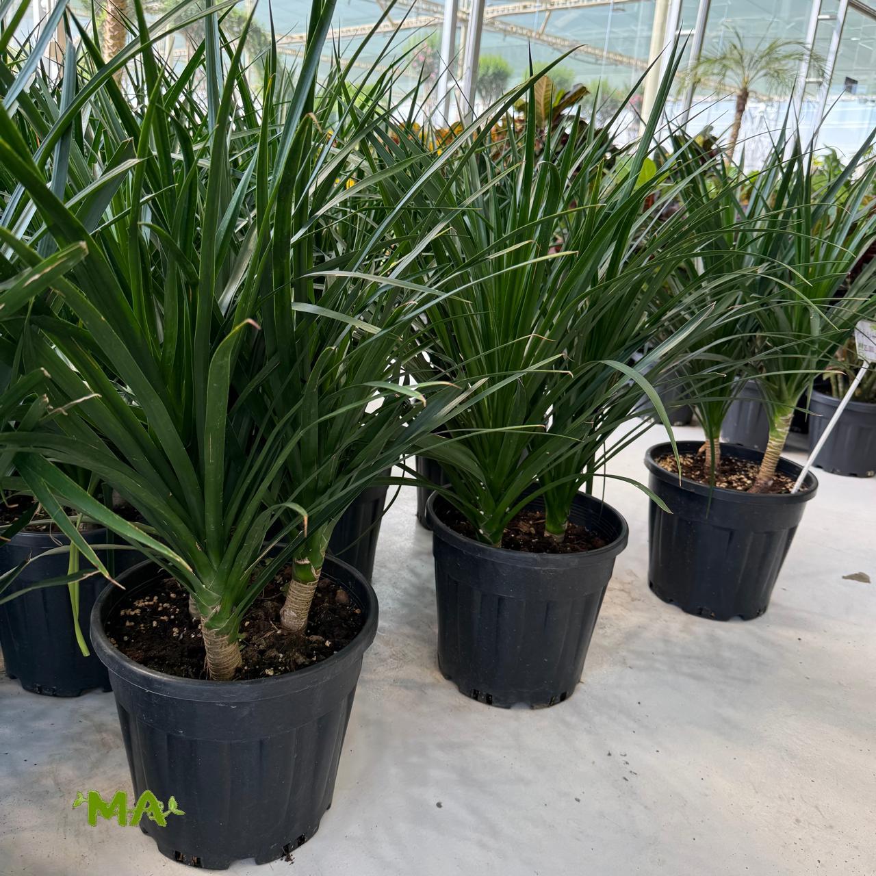 دراسينيا معمر(ورق رفيع) - Image 2