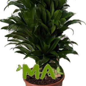 دراسينيا كومبكتا