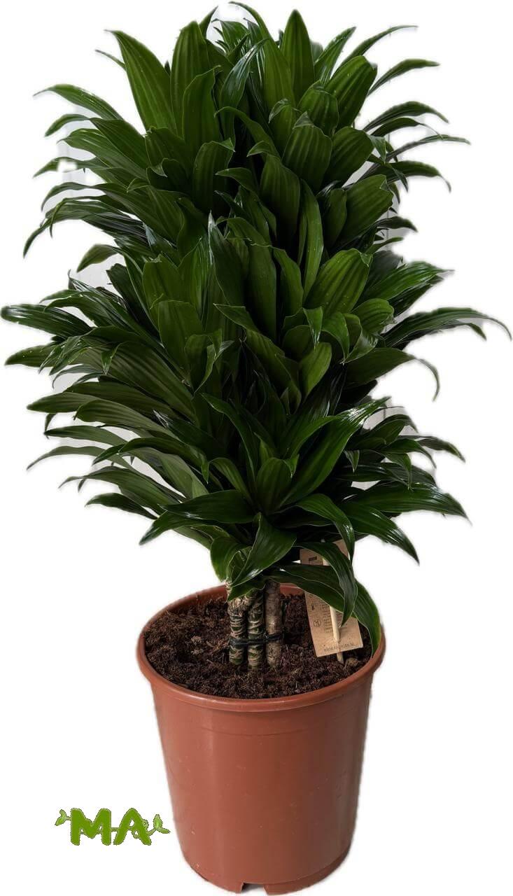 دراسينيا كومبكتا