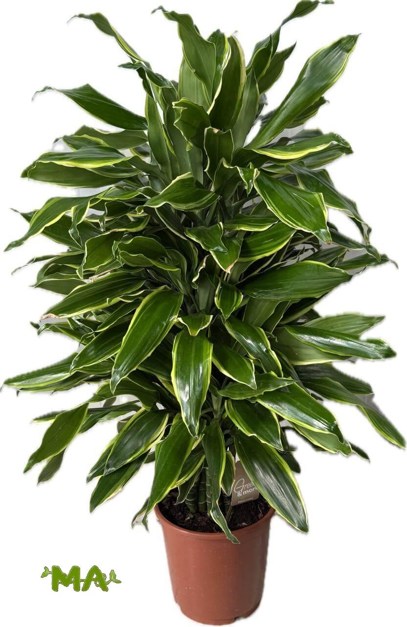 دراسينيا كومبكتا(ذهبي)