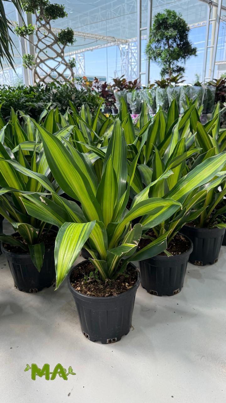 دراسينيا ليموني - Image 2