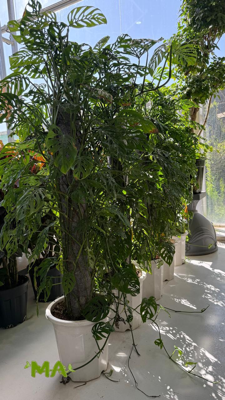 قفص مشيف (عمودي) - Image 2