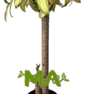 دراسينيا خشبي ليموني(ثنائي)