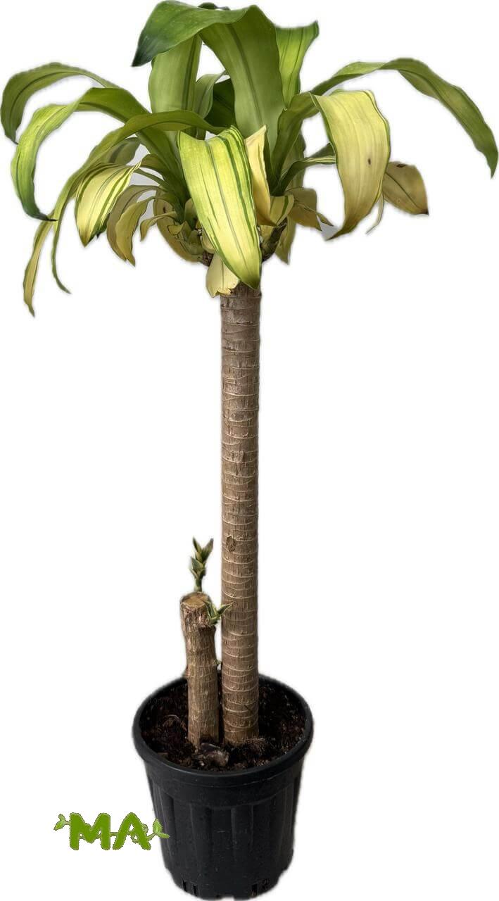 دراسينيا خشبي ليموني(ثنائي)