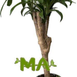 دراسينيا خشبي (احادي)