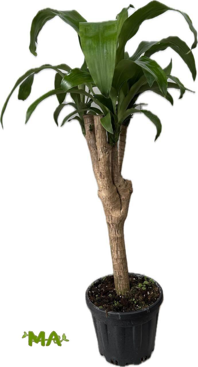 دراسينيا خشبي (احادي)