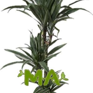 دراسينيا اولص(ثلاثي عالي)