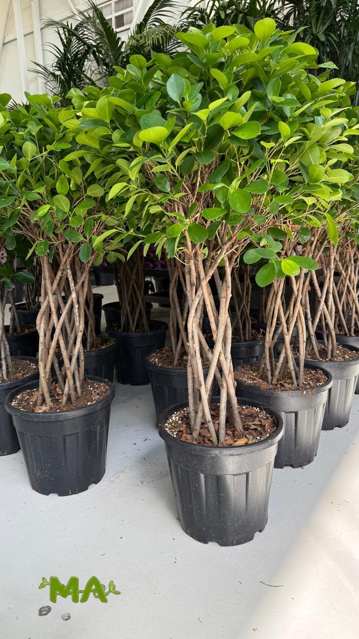 منادو مشبك - Image 2