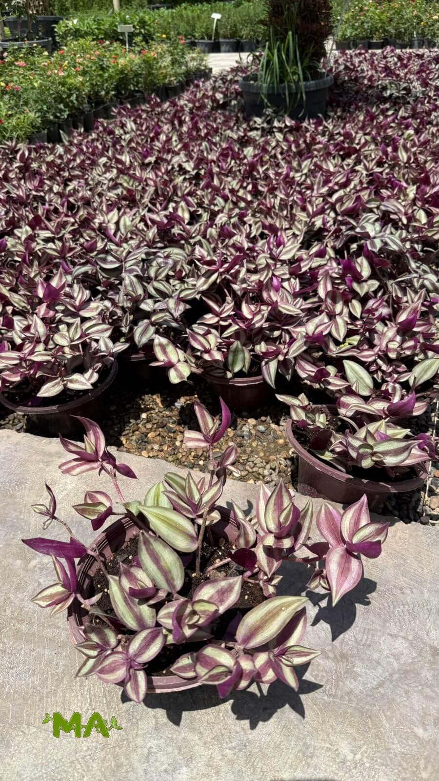 مكحلة - Image 2