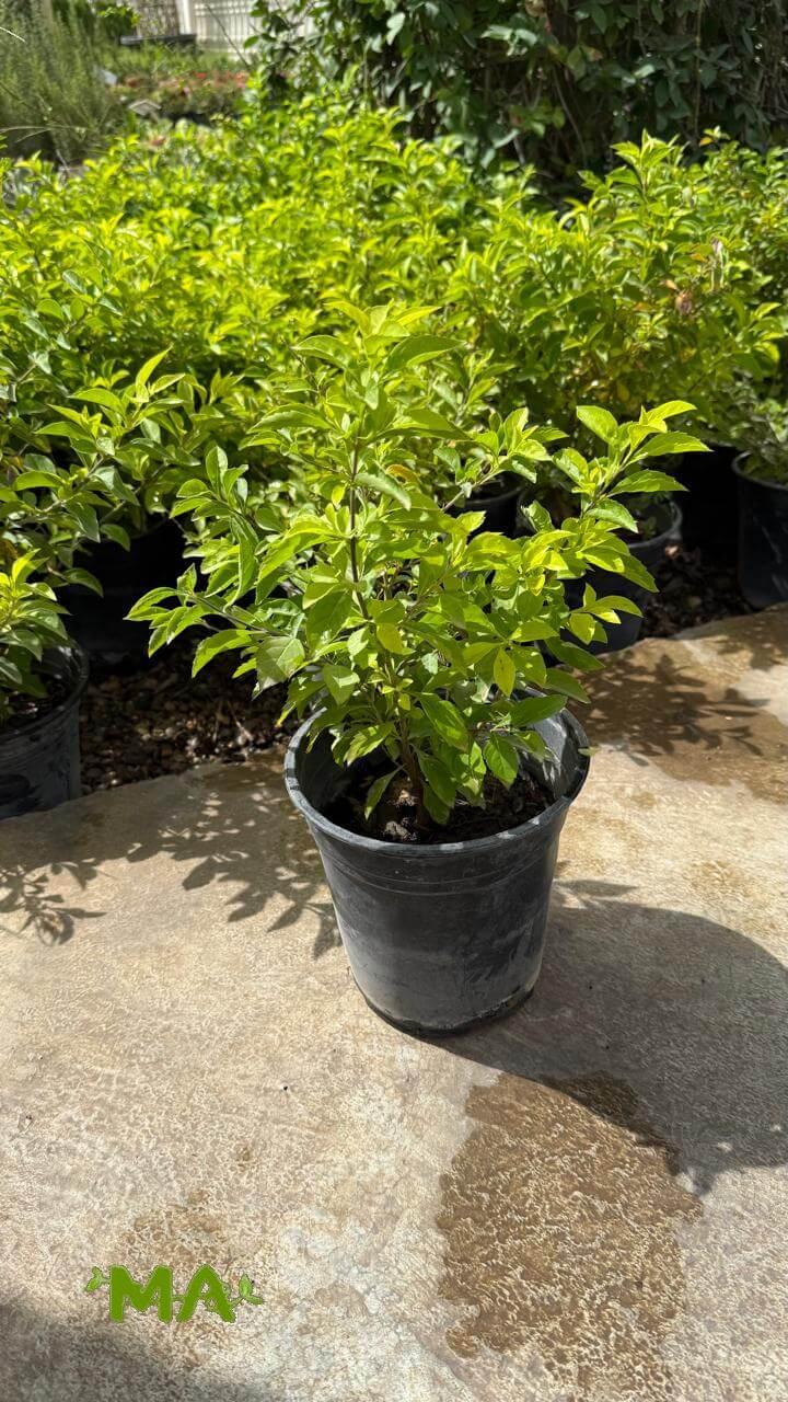 دورنتا - Image 2