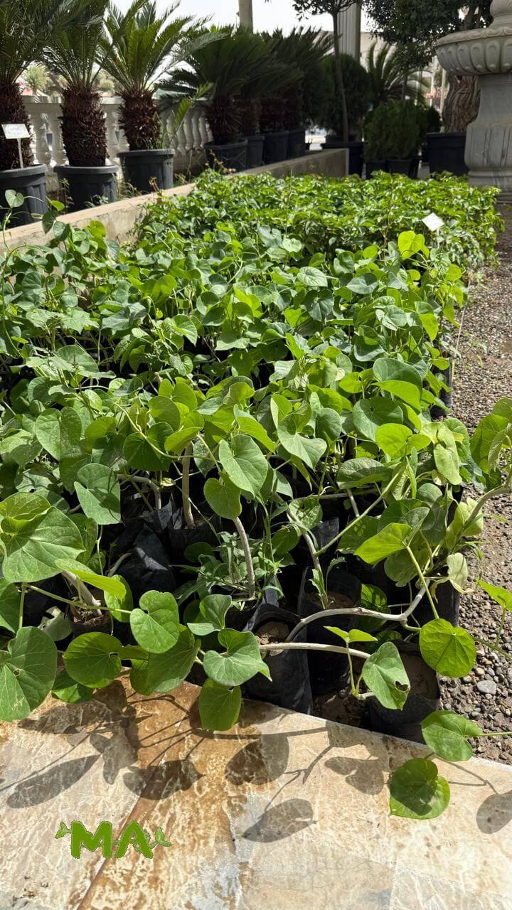 لبلاب خارجي - Image 2