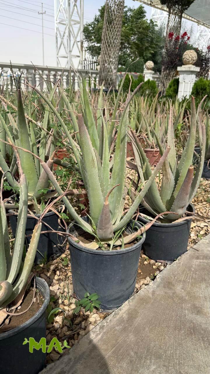 الوفيرا - Image 2