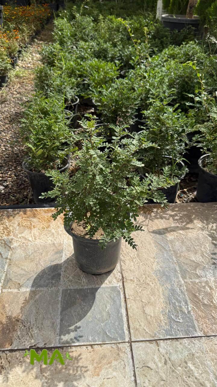 بخور مريم - Image 2