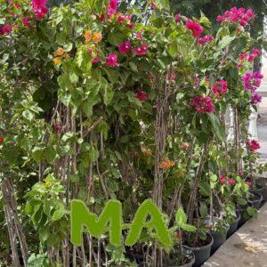 جهنمي متسلق