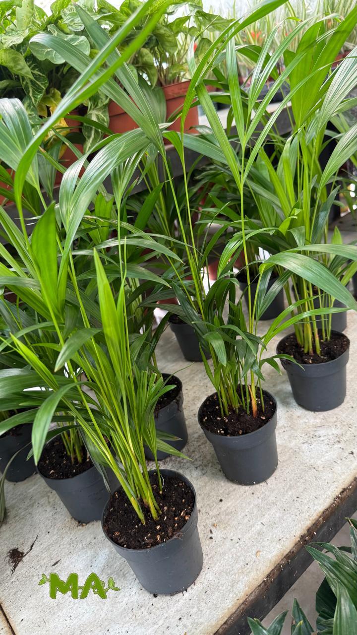 اريكا (صغير) - Image 2