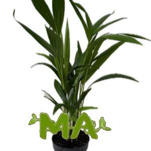 اريكا (صغير)