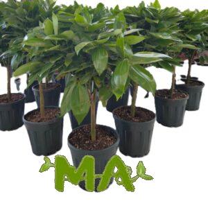 مطاط استرالي